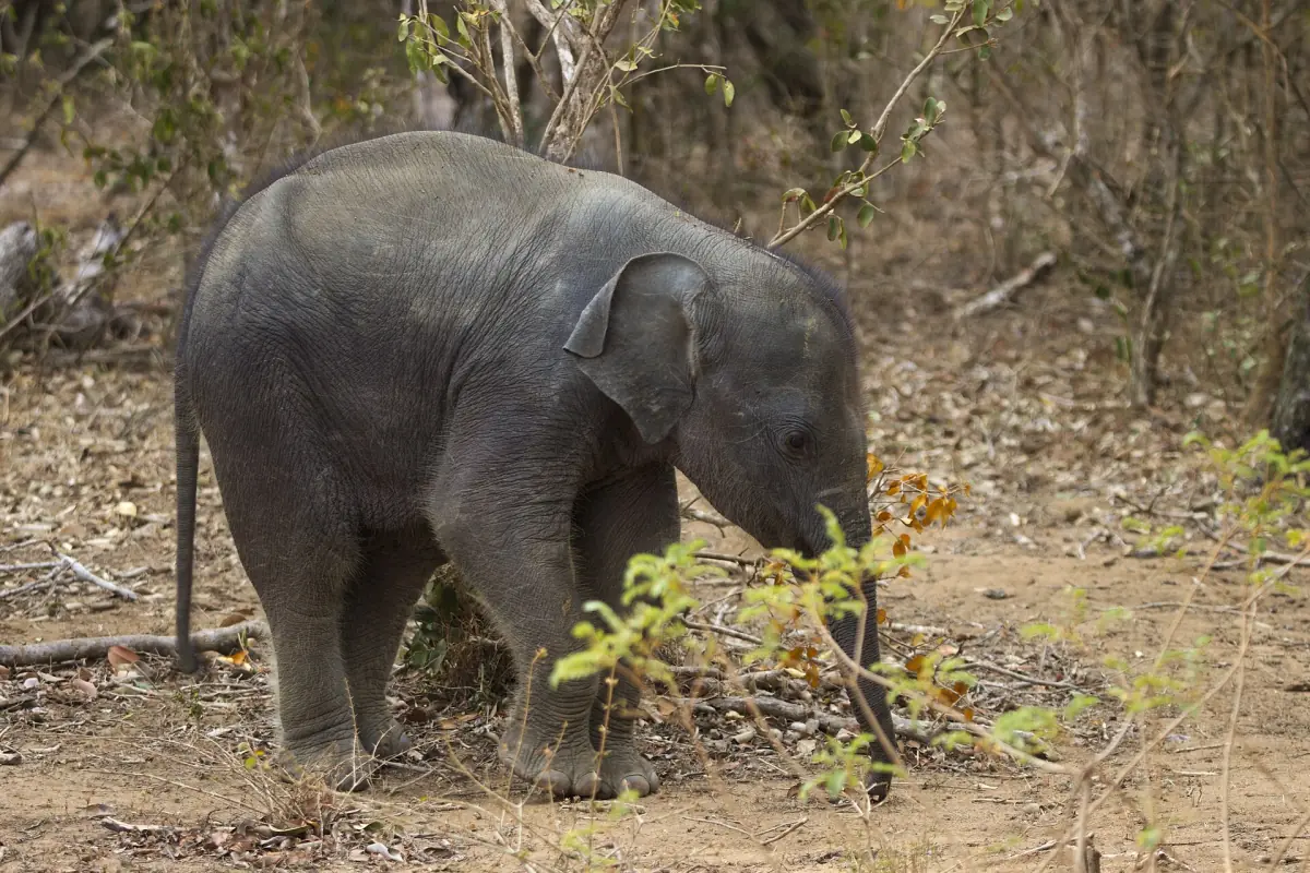 A young Sri Lankan elephant feeding in Yala