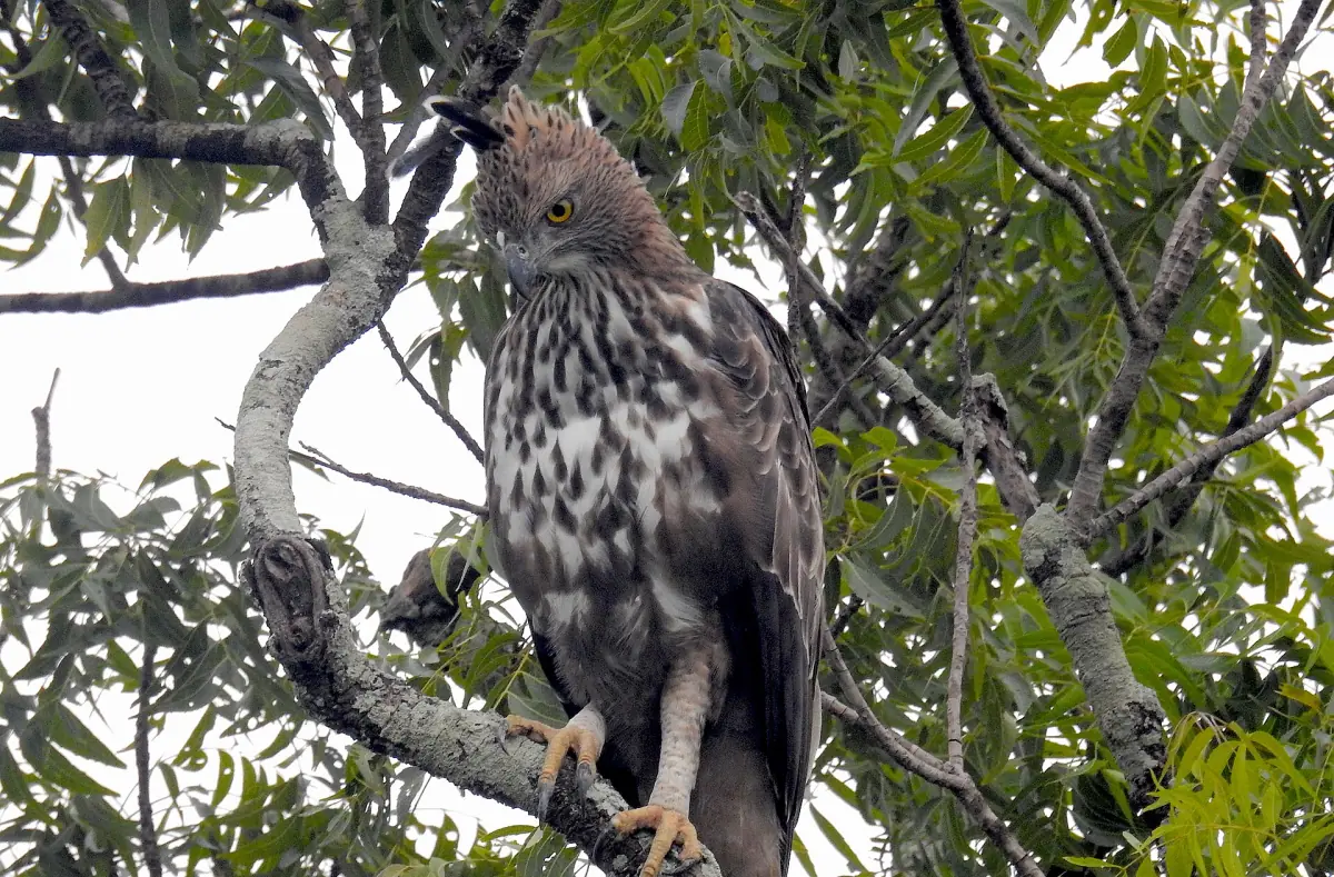 A crested hawk-eagle perched in a tree in Bundala