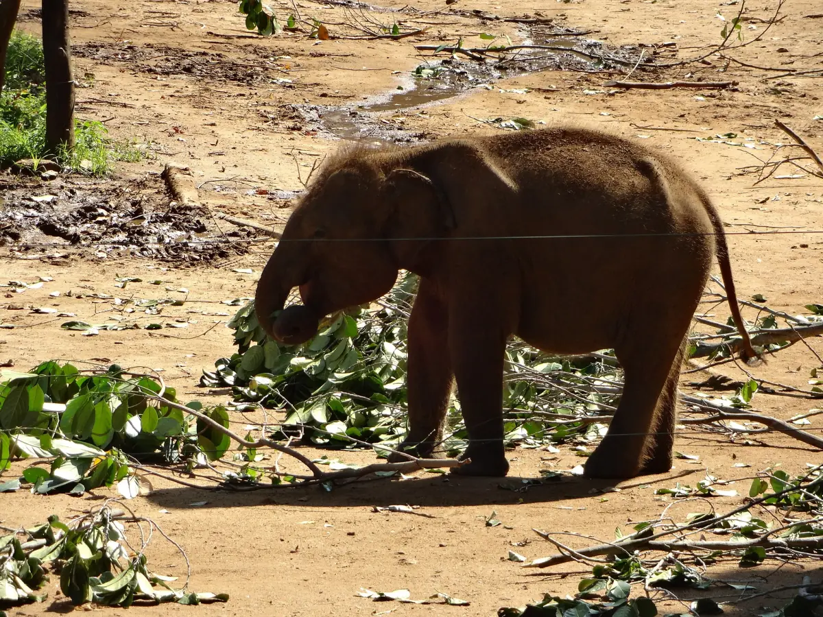 An elephant calf at the Elephant Transit Home