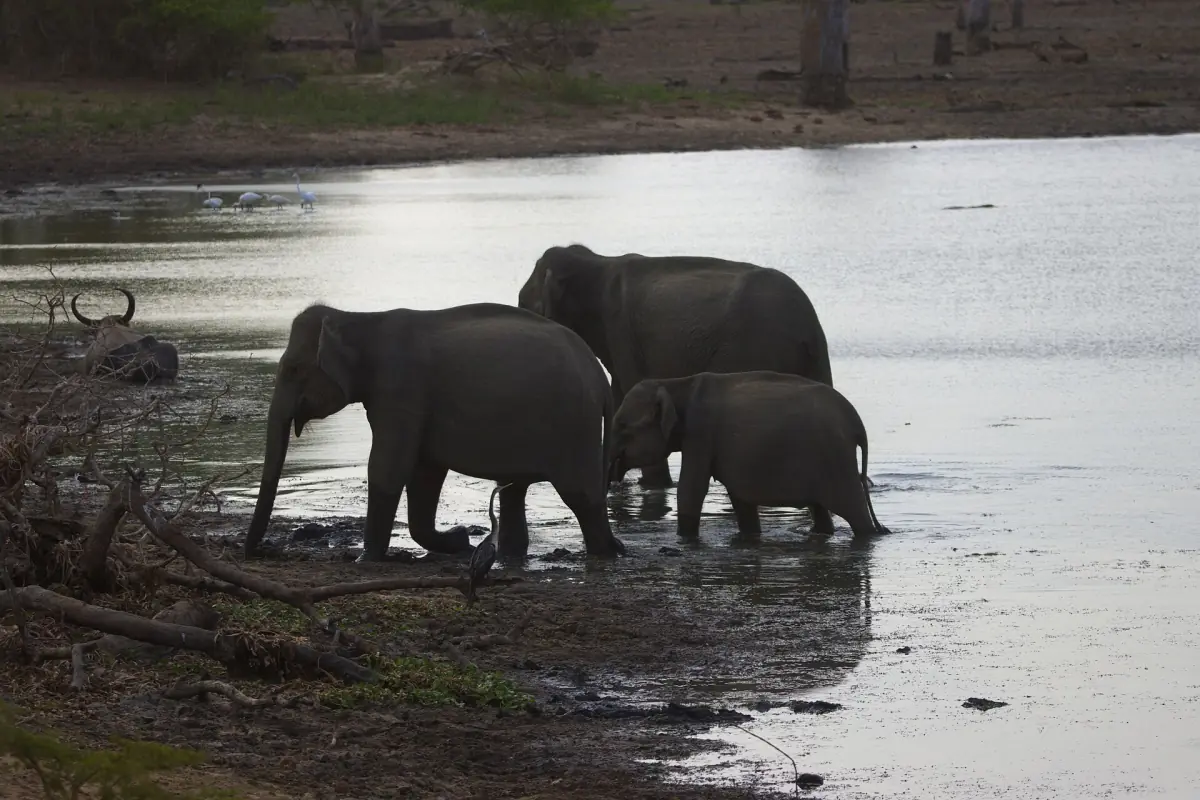 A family of Sri Lankan elephants at a waterhole in Yala