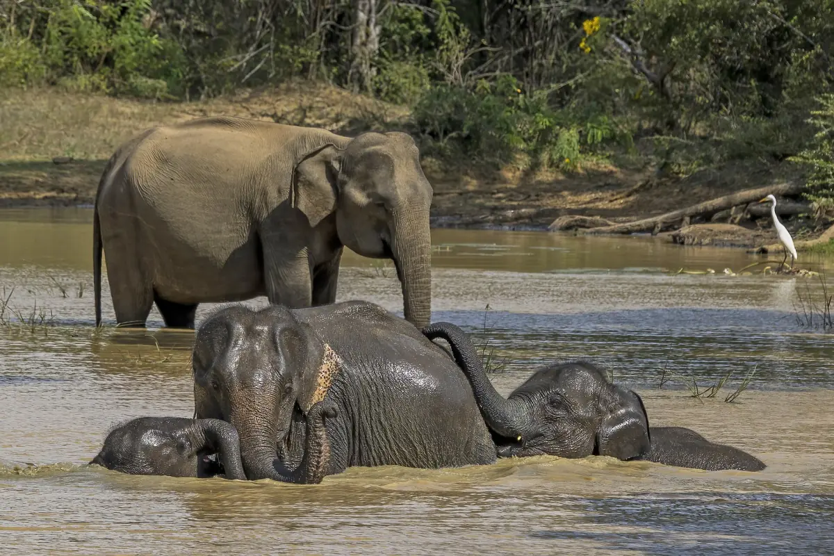 A female elephant and young bathing in Yala