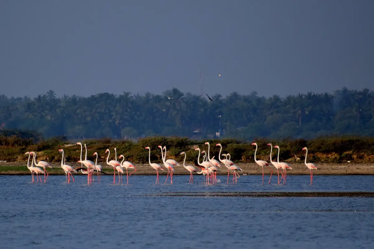 Greater flamingos wading in a lagoon in Sri Lanka
