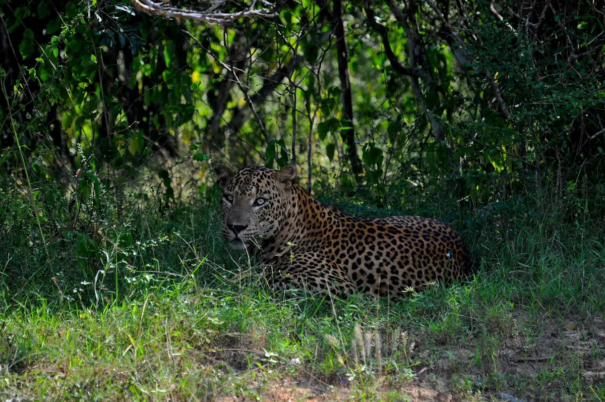 A leopard resting in the grass in Yala