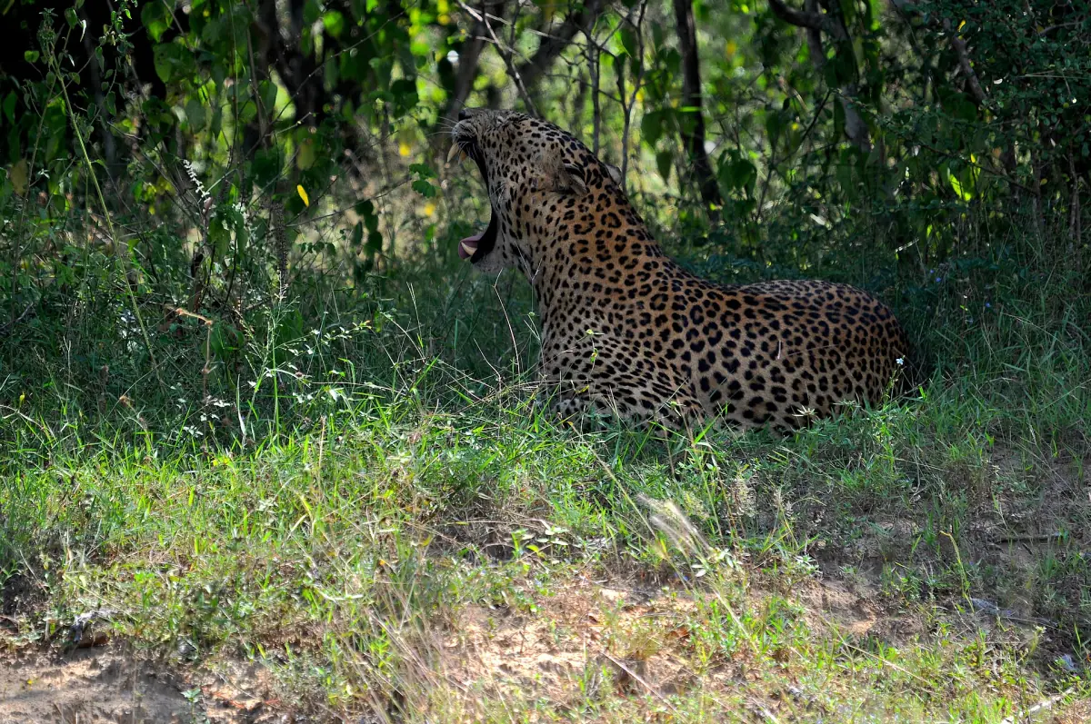 A leopard yawning in the shade in Yala National Park