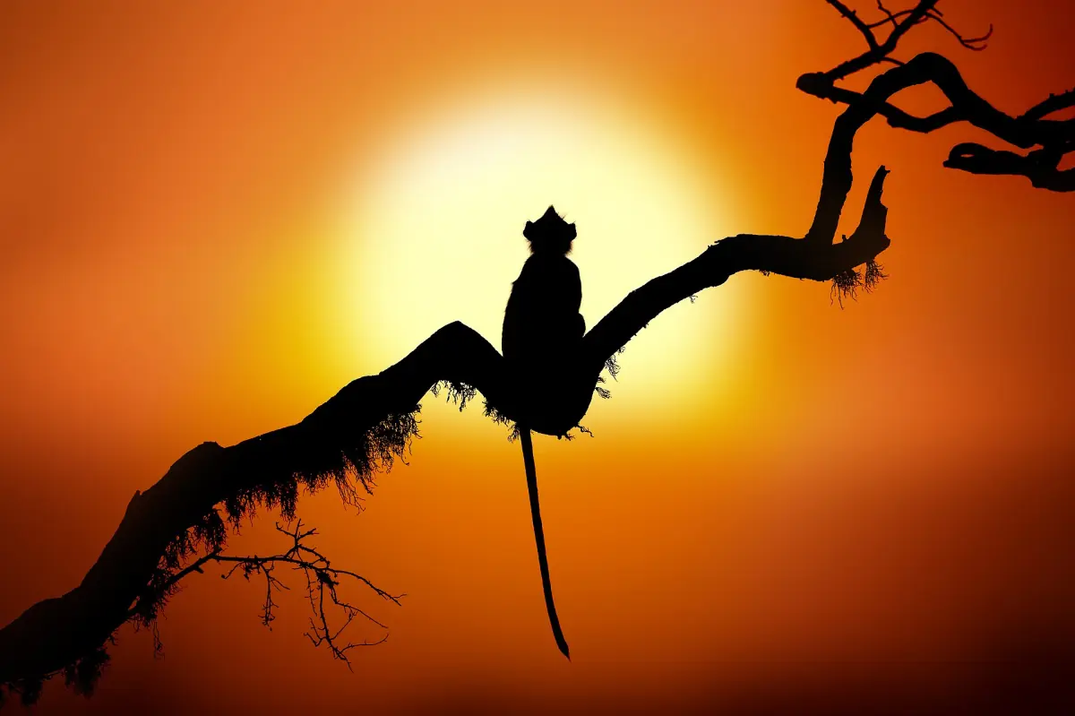 A monkey silhouetted on a branch at sunset in Yala