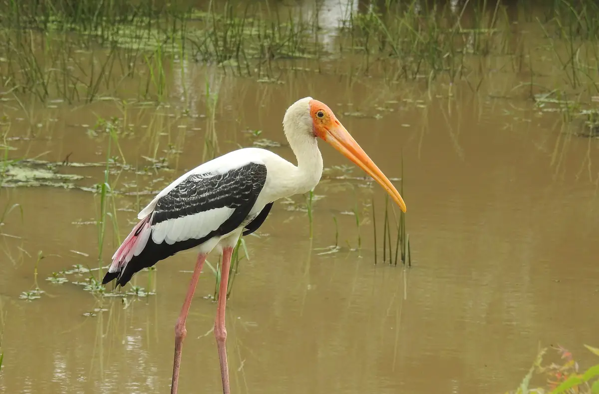 A painted stork wading in shallow water in Bundala