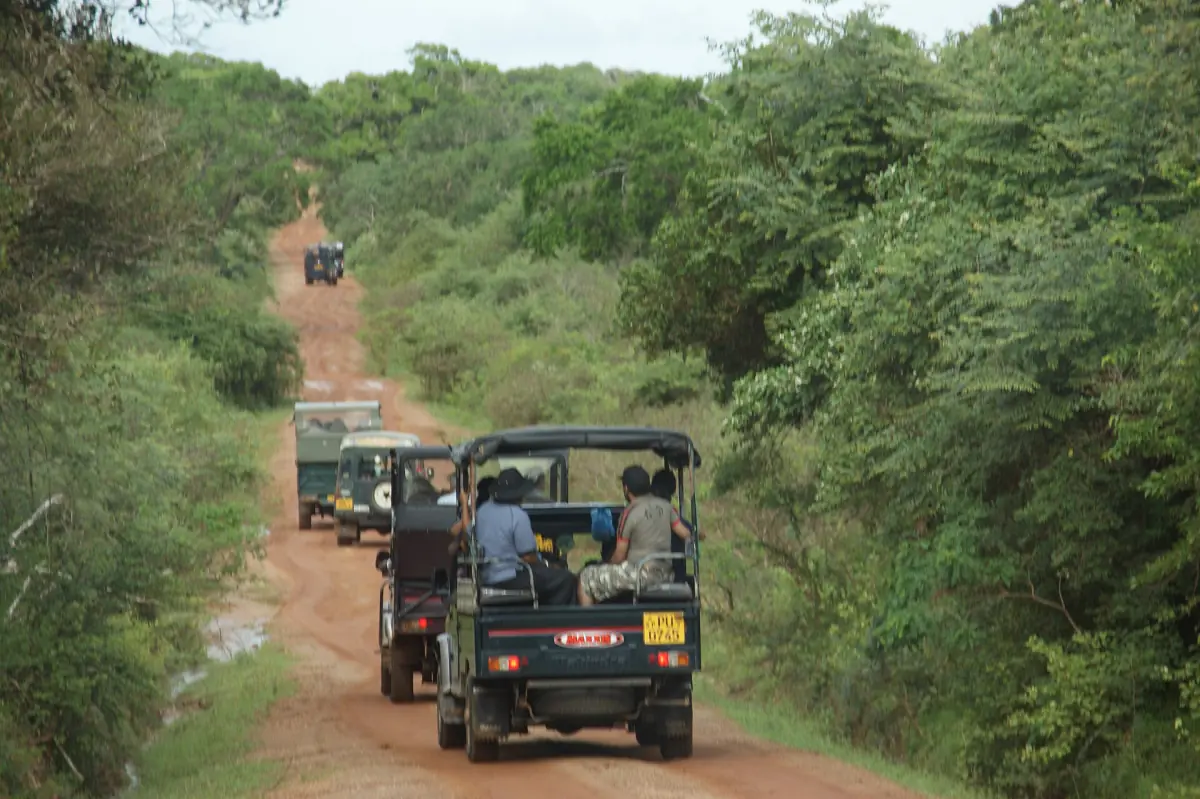 Safari jeeps on a sandy track in Yala National Park