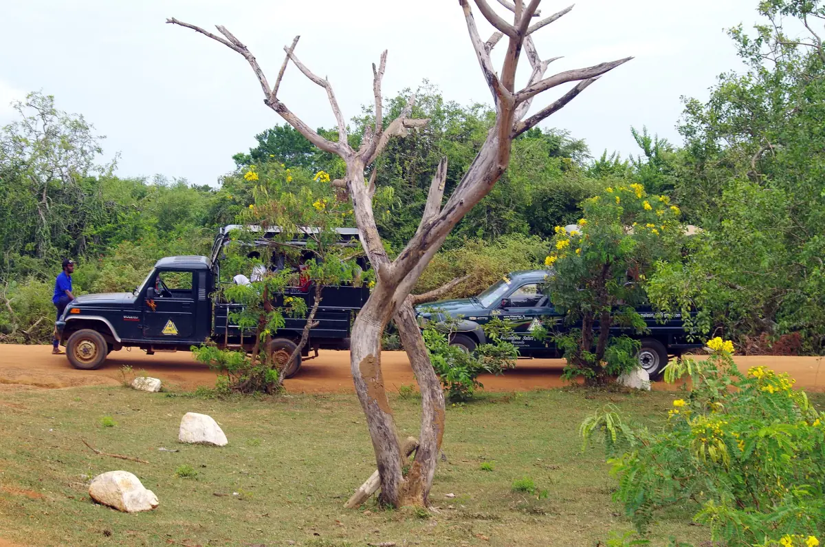Safari jeeps parked under trees in Yala