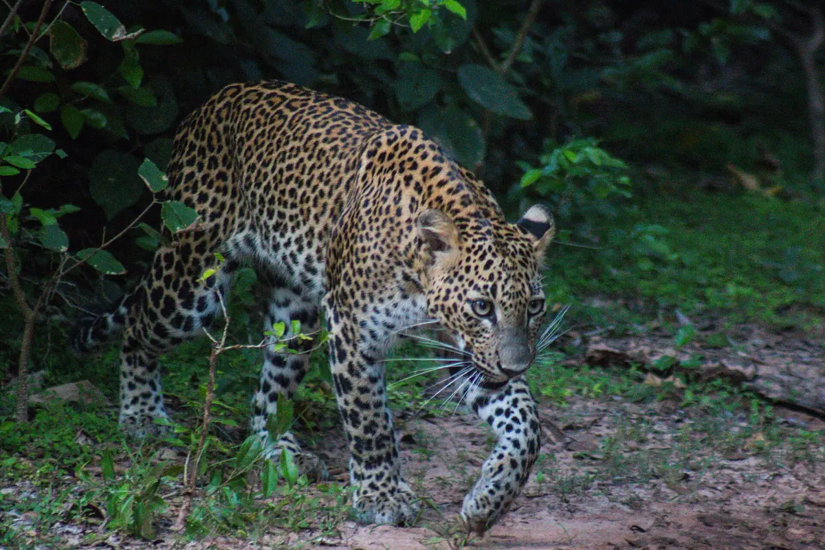A Sri Lankan leopard walking through green undergrowth in Yala National Park