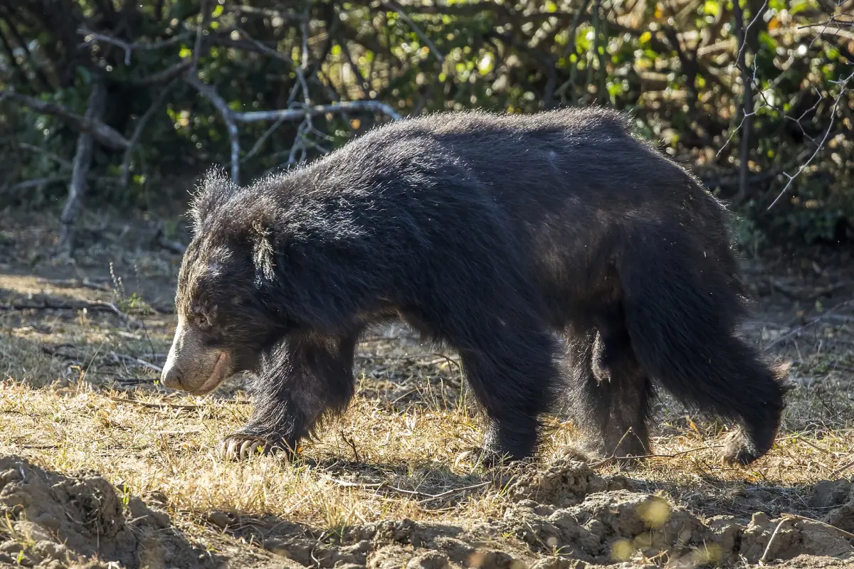 A Sri Lankan sloth bear walking in Yala National Park