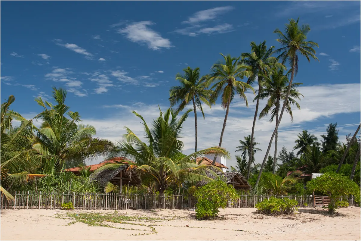 Palms behind the beach at Tangalle