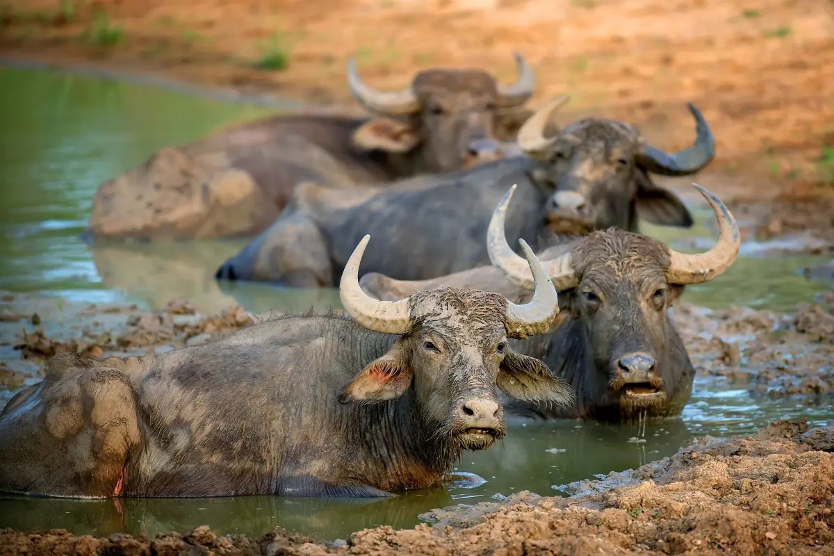 Water buffalo cooling off in a pool in Yala National Park